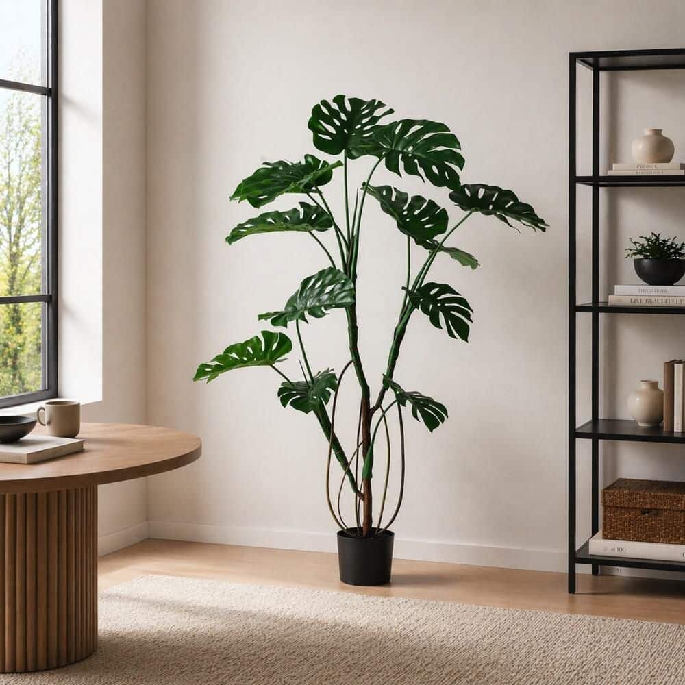 anthurium balaoanum care Anthurium balaoanum