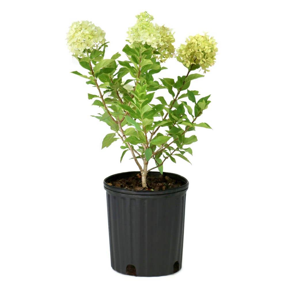 national PLANT NETWORK 1 gal. Hydrangea Little Lime Live Shrub