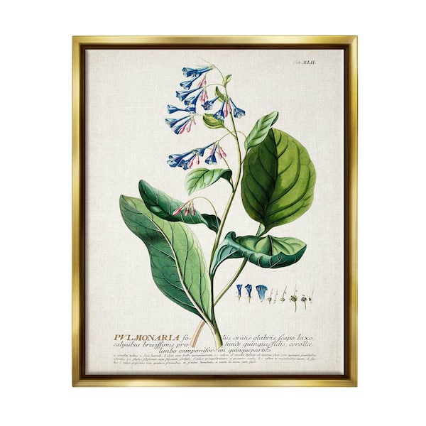 The Stupell Home Decor Collection Botanical Plant Illustration Blue Flowers Design by World Art Group Floater Frame Nature Wall Art Print 31 in. x 25 in.