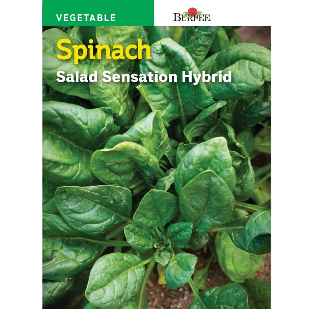 Burpee Spinach Salad Sensation Hybrid