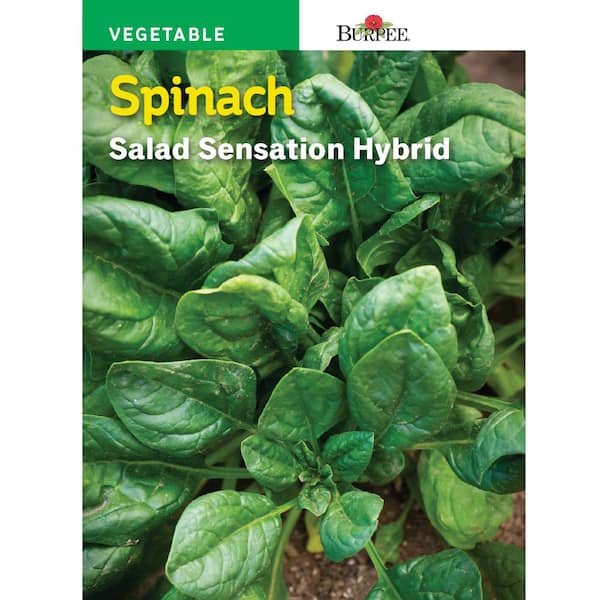 Burpee Spinach Salad Sensation Hybrid Seed