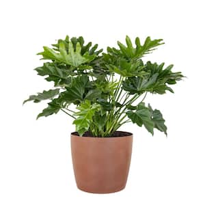 Philodendron Shangri La Live Indoor Outdoor Plant in 10 inch Premium Sustainable Ecopots Terracotta Pot
