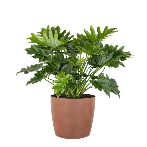 United Nursery Philodendron Shangri La Live Indoor Outdoor Plant in 10 inch Premium Sustainable Ecopots Terracotta Pot