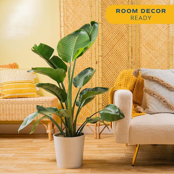 flower seeds for indoor plants Indoor Flower Garden Kit