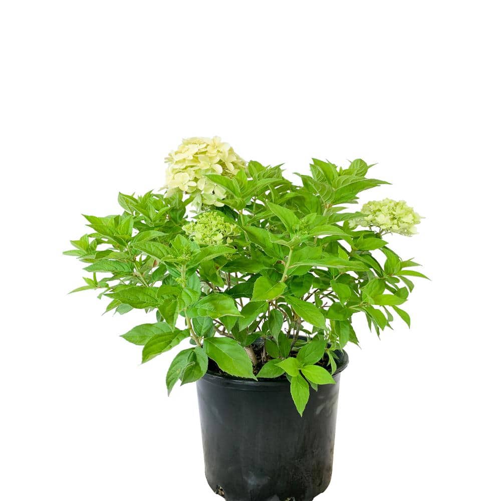 Hydrangea Limelight #7 1002963483 - The Home Depot