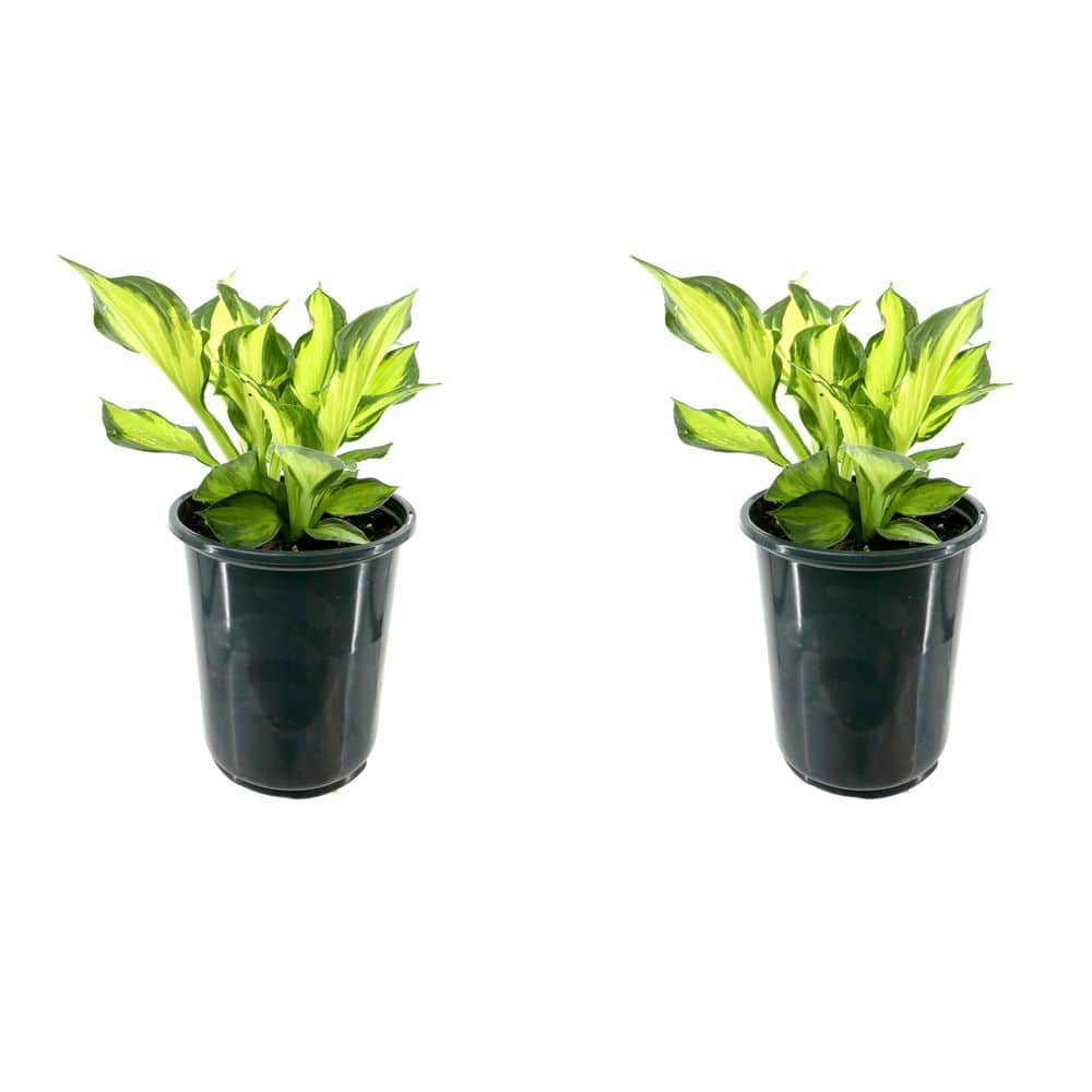 2.5 qt. Perennial Hosta Colored Hulk (2-Pack)