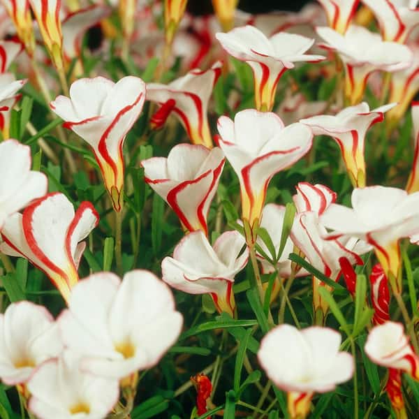VAN ZYVERDEN Oxalis Bulbs Versicolor (Set of 10)
