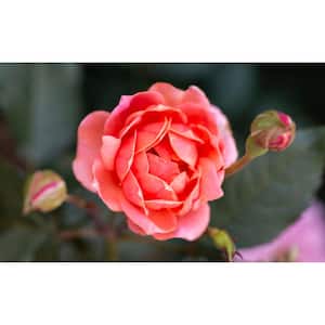 1 Gal. Coral Knock Out Rose Bush with Brick Orange to Pink Flowers