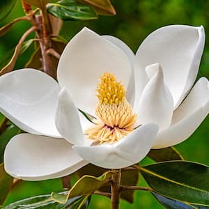 White Flowers Sweetbay Magnolia Tree Live Bareroot Tree (1-Pack)