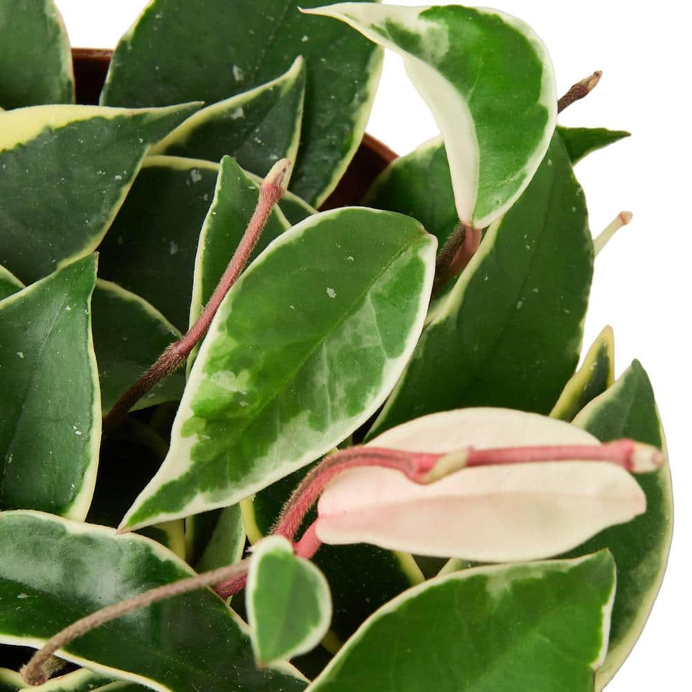 Hoya Carnosa Tricolor 6" Pot Indoor/Outdoor Plant