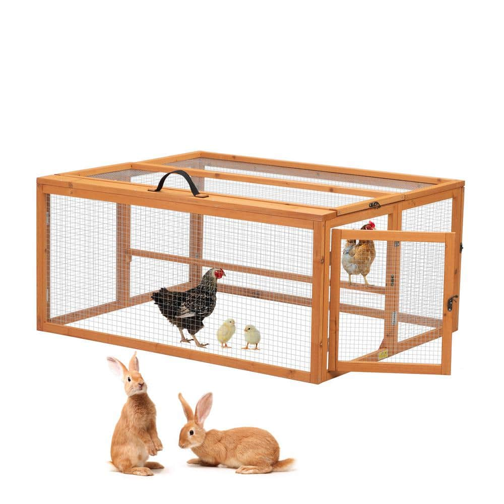 Shops rabbits in chicken coop