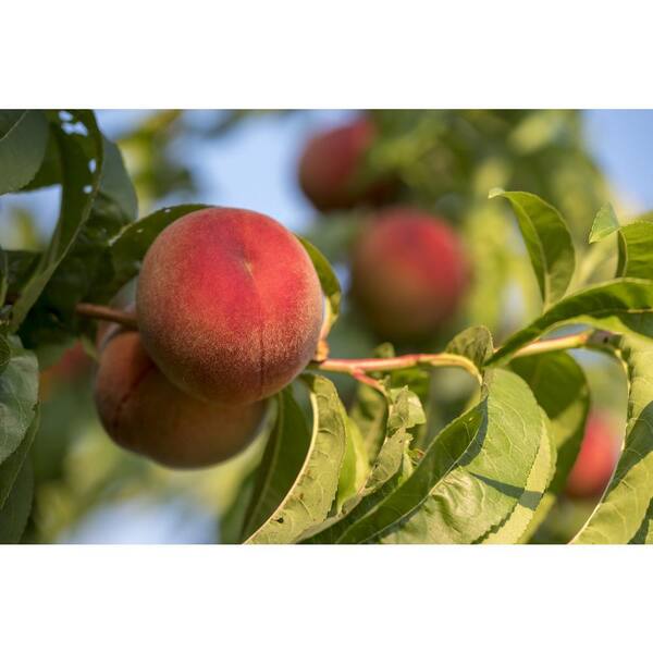 Online Orchards Flavortop Nectarine Tree Bare Root FTNC002