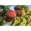 https://images.thdstatic.com/productImages/f350db0a-136b-4870-8038-b7b1d7f8c73c/svn/online-orchards-fruit-trees-ftnc002-64_65.jpg