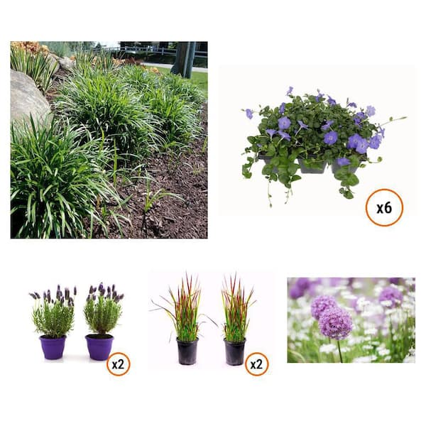 1 Gal. Big Blue Lily Turf Plant, Vinca Minor (6-Pack), Lavender (2-Pack), Blood Grass (2-Pack) and Allium Plant