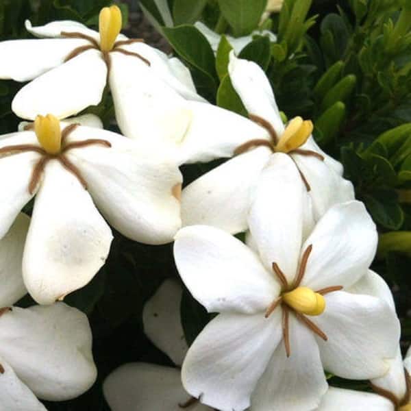 2.5 Qt. Kleim's Hardy Daisy Gardenia, Live Evergreen Shrub, White Fragrant Blooms