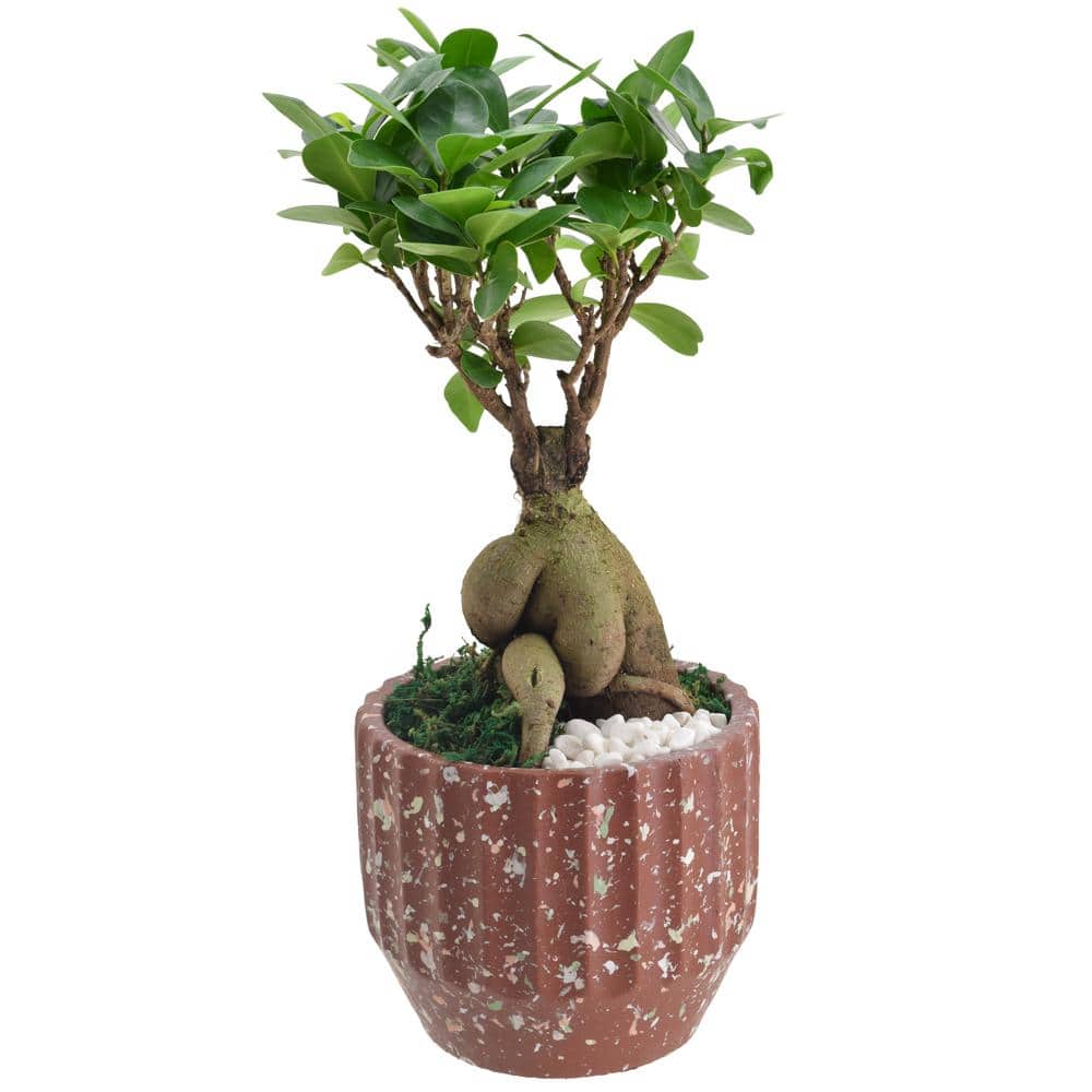 Small Ginseng Ficus Bonsai in Red Speckled Ceramic Planter
