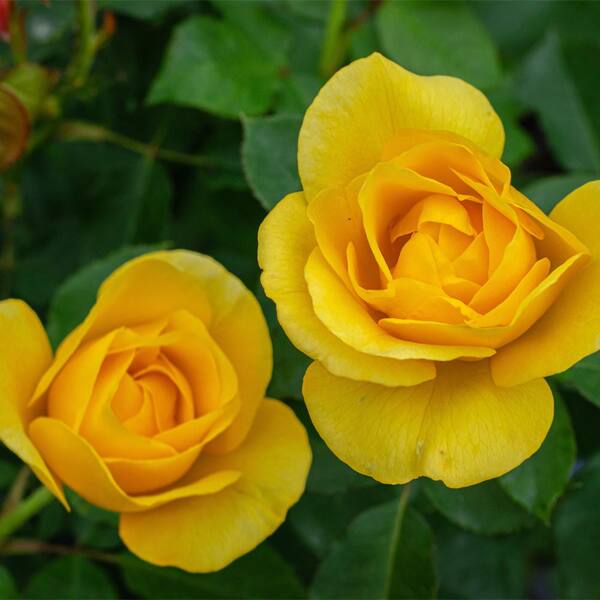 MY LANDSCAPE 2 Gal. Sol Desire Rose with Yellow Flowers 17535 