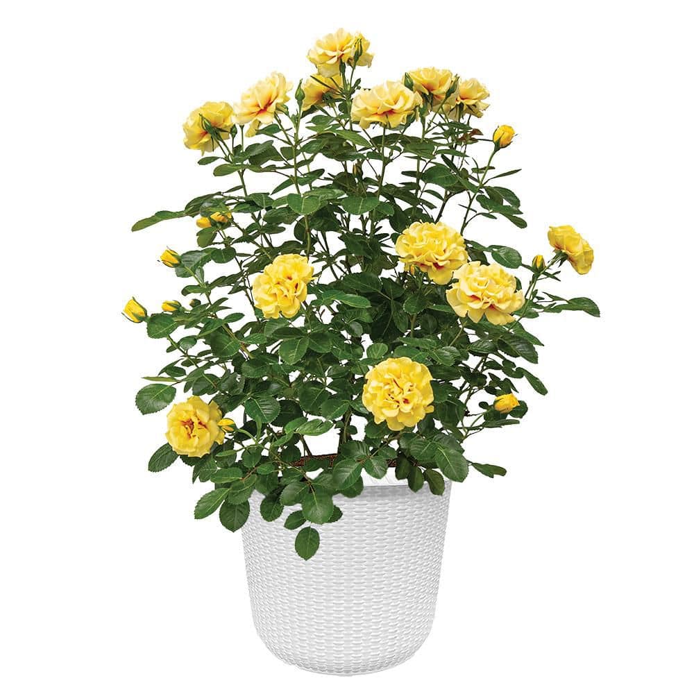 PROVEN WINNERS 2 Gal. Rise Up Ringo Climbing Rose Plant with Yellow ...