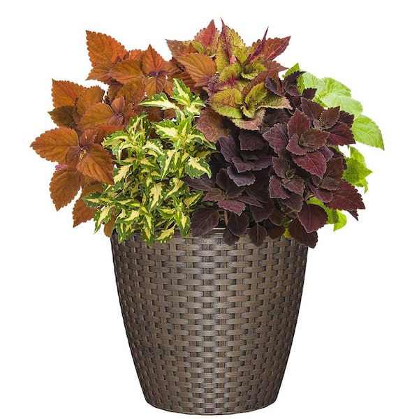 Nantucket 10 in. Russet Resin Planter