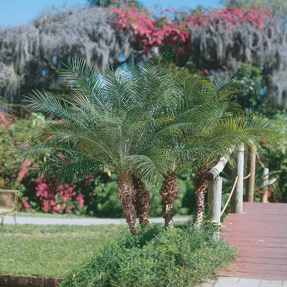 14 in. Palm Phoenix Roebelenii Plant in Grower Pot 1000032320
