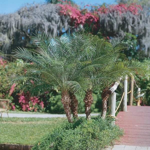 Unbranded 20 in. Palm Phoenix Roebelinii Plant in Grower Pot