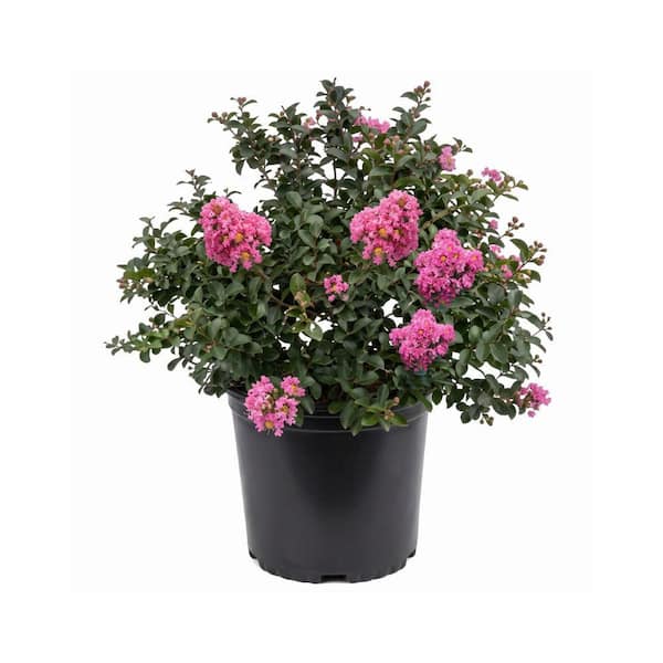 3 gal. Crape Myrtle Miami Shrub with Pink Flowers