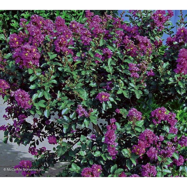 Vigoro 2 Gal. Purple Cow Crape Myrtle Mid Size Live Shrub (Lagerstroemia) with Purple Flowers, Decidous