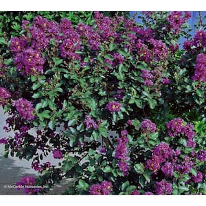 2 Gal. Purple Cow Crape Myrtle Mid Size Live Shrub (Lagerstroemia) with Purple Flowers, Decidous