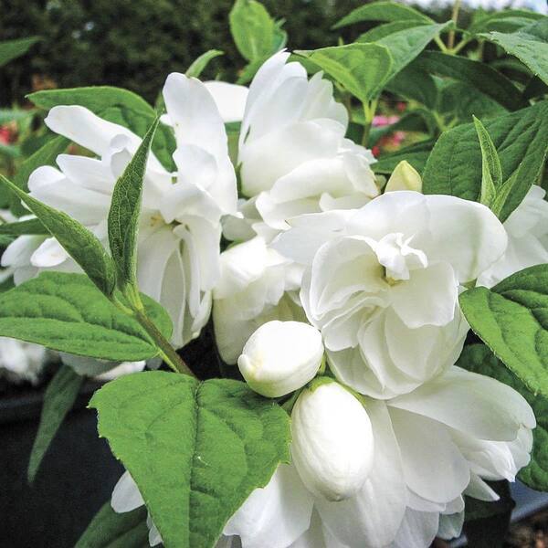 Spring Hill Nurseries 3 Gal. Pot Minnesota Snowflake Mockorange (Philadelphus) Deciduous Flowering Shrub (1-Pack)