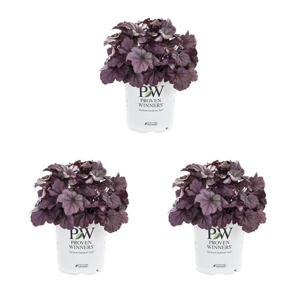 Proven Winners 2.5 QT. Proven Winners Heuchera Dolce Wildberry ...