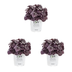 2.5 QT. Proven Winners Heuchera Dolce Wildberry Perennial Plant with Purple Blooms