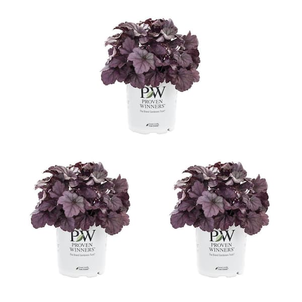 Proven Winners 2.5 QT. Proven Winners Heuchera Dolce Wildberry Perennial Plant with Purple Blooms