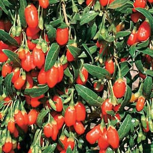1 Gal. Pot Goji Berry (Lycium), Live Deciduous Fruit Bearing Potted Plant (1-Pack)