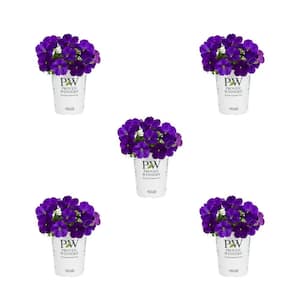 1.5 Pint. Petunia Supertunia Royal Velvet Purple Annual Plant (5-Pack)