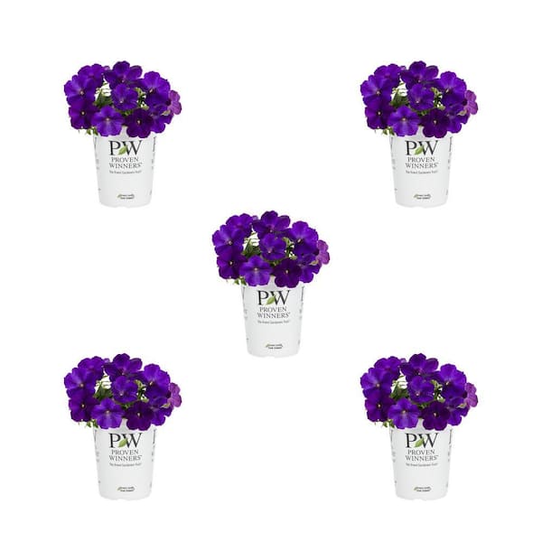 METROLINA GREENHOUSES 1.5 Pint. Petunia Supertunia Royal Velvet Purple ...