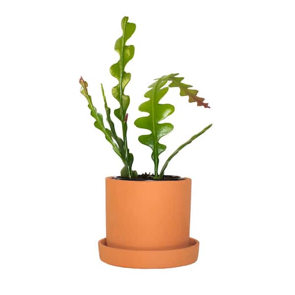 national PLANT NETWORK 5 in. Terracotta Planter w/Saucer and 4 in. Zig Zag Cactus Plant - 1 Piece