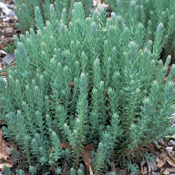 METROLINA GREENHOUSES #4 1-Pint Blue Spruce Silver Sedum Plant