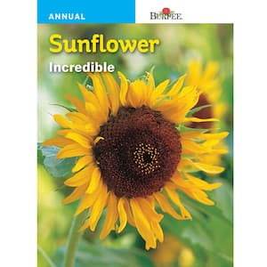 Sunflower Incredible Dwarf Seed