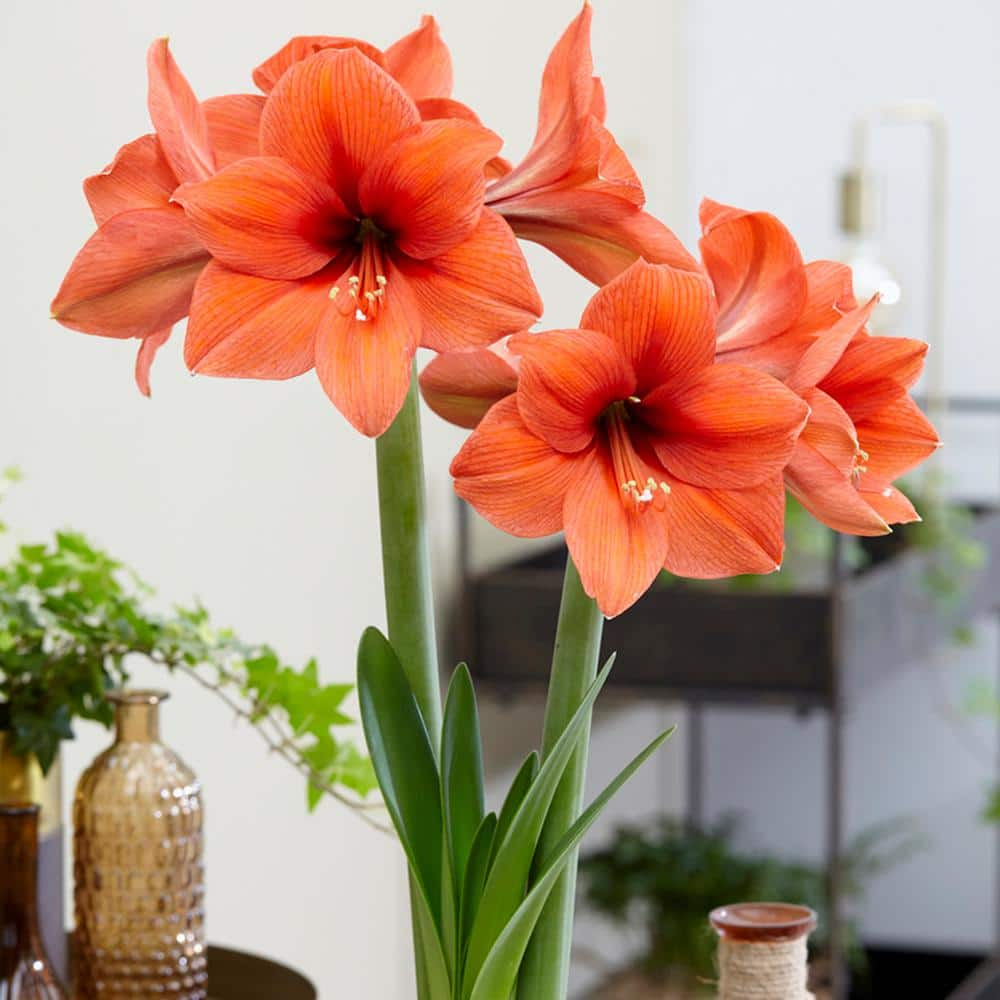 VAN ZYVERDEN Holiday Amaryllis Desire Set of 1 Bulb 88409 - The Home Depot