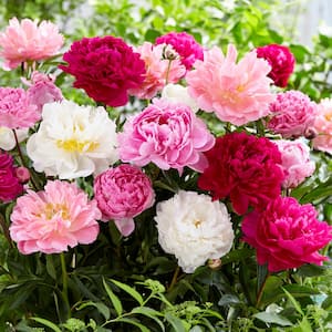 Mixed Color Peonies Mammoth Sized Roots Blend (3-Pack)