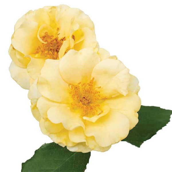2 Gal. The Buttercream Rose Plant with Light Yellow Flowers
