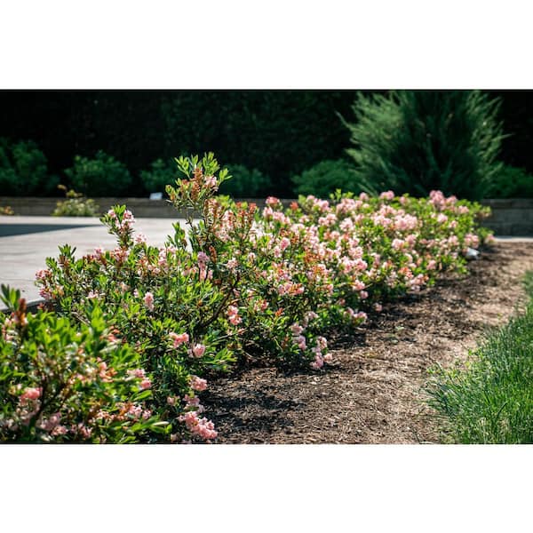 Bloomin' Easy 1 gal. Bloombux Magenta Rhododendron Live Shrub, Magenta  Flowers DGRD2693 - The Home Depot