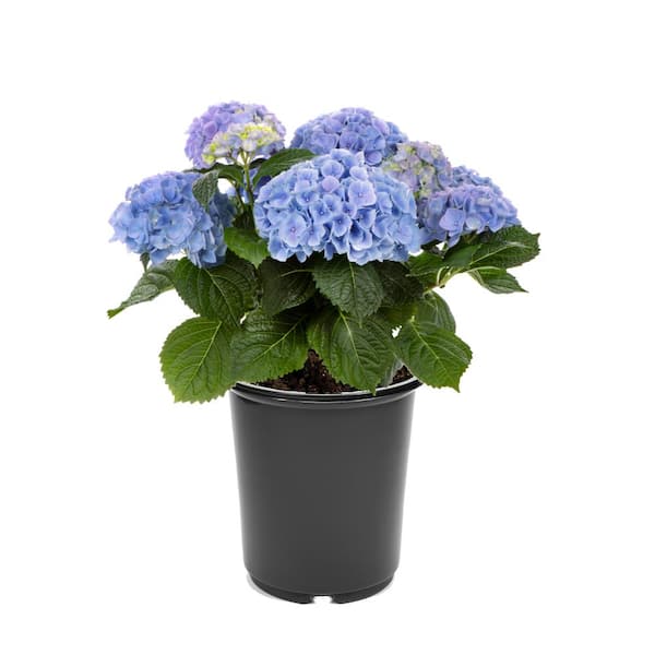 Unbranded 2.5 qt. Hydrangea macrophylla Hi River Blue Perennial Plant with Blue Flowers - 1-Pack