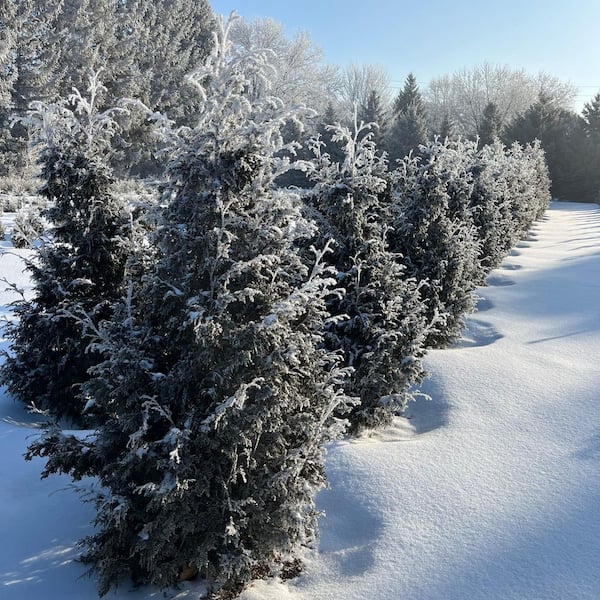 Proven Winners 1 Gal. Sasquatch Dark Green Arborvitae (Thuja