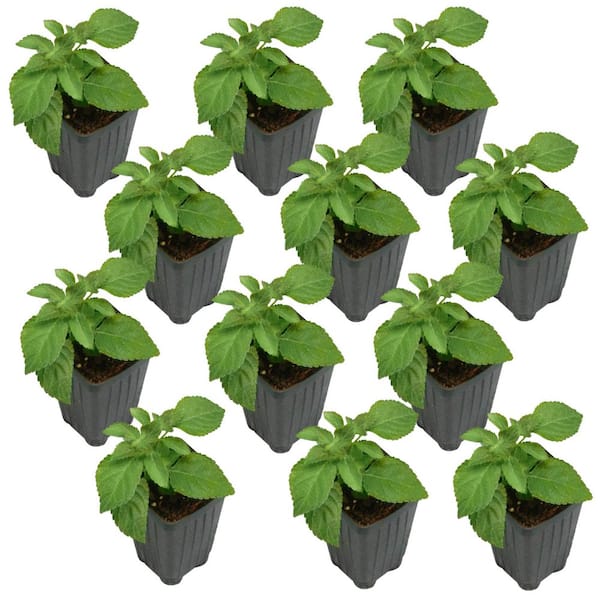national PLANT NETWORK 2.5 in. Lantana Bloomify PassionFruit Plant