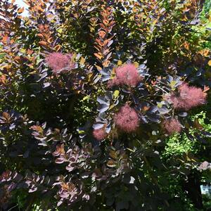 #5 Container Purple Smoke Bush 'Cotinus Purpureus' Deciduous Shrub (Single)