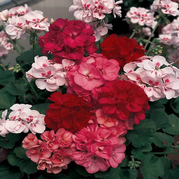ALTMAN PLANTS #10 Geranium Annual Plant with Assorted Flowers in Capello Planter