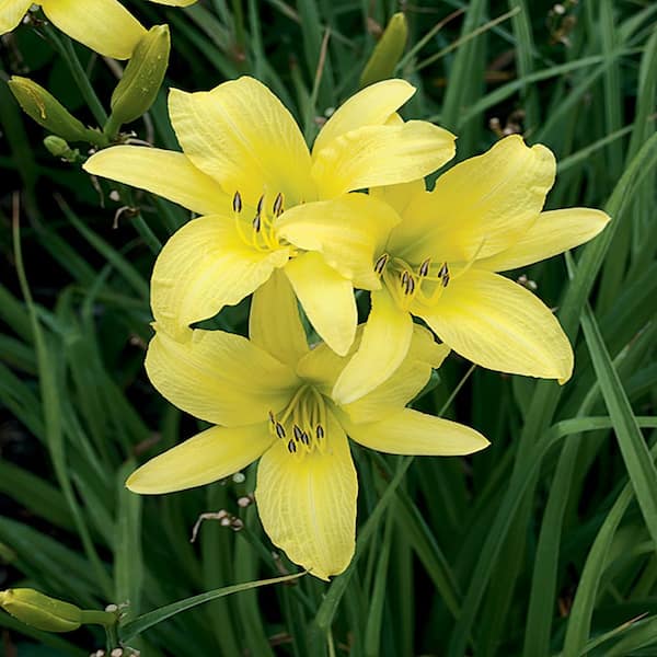 Unbranded #1 Hyperion Yellow Daylily Plant