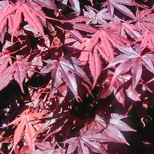 2.25 Gal. Pot Bloodgood Japanese Maple Ornamental Tree Grown (1-Pack)