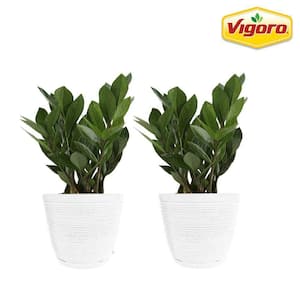 Zamioculcas Zamiifolia ZZ Indoor Plant in 6 in. White Ribbed Plastic Décor Planter, Avg Shipping Height 1-2 ft. (2-Pack)
